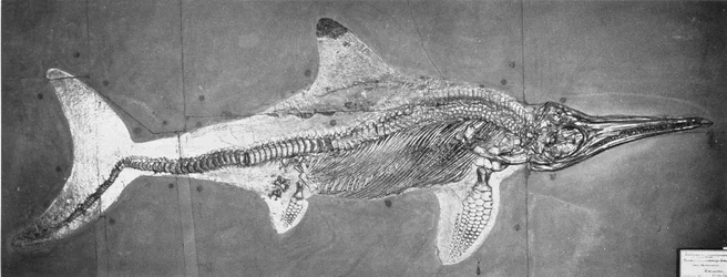 Stenopterygius megacephalus (l