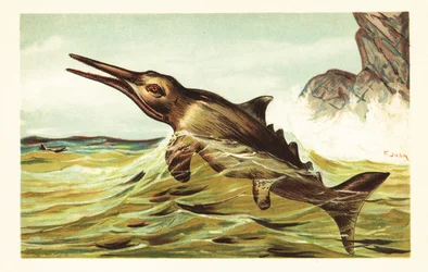 Stenopterygius quadriscissus, ittiosauro estinto. 1908 (litografia)