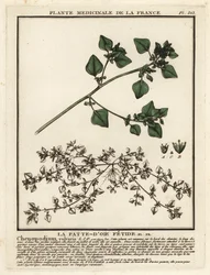 Chenopodio maleodorante, Chenopodium vulvaria