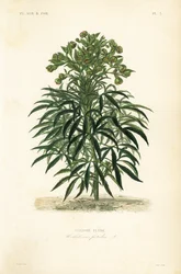 Elleboro puzzolente, Helleborus foetidus