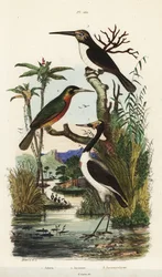 Cicogna, Jabiru mycteria, jacamar dalla coda ruggine, Galbula ruficauda e jacamar tridattilo, Jacamaralcyon tridactyla
