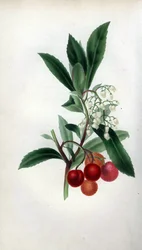 Corbezzolo con fiori e frutti, Arbutus unedo. Illustrazione botanica colorata a mano disegnata da Mrs. Rebecca Hey dal suo libro Spirit of the Woods, Londra, Longman, Rees