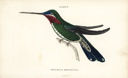 Colibrì a strisce, Heliomaster squamosus. Incisione a mano colorata da William Lizars dal libro di Sir William Jardine