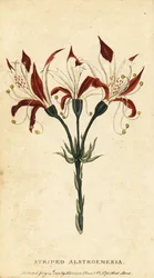 Alstroemeria striata, Alstroemeria ligtu, 1800