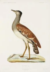 Otarda del Sudan, Algeria