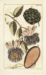 Mela zuccherina e limone d