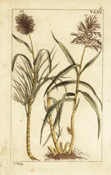 Canna da zucchero, Saccharum officinarum