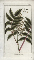 Sommacco dei conciatori