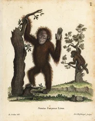 Orangutan di Sumatra, Pongo abelii
