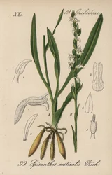Spiranth estivo - Treccia estiva, Spiranthes aestivalis. Litografia colorata a mano da Flora tedesca di Diederich von Schlechtendal (Flora von Deutschland), Jena