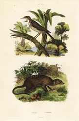 Uccello del sole e suricato (incisione)