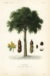 Albero di tamarindo, Tamarindus indica