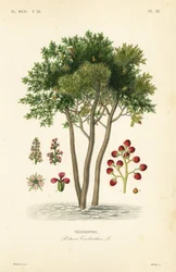 Terebinto o albero della trementina, Pistacia terebinthus
