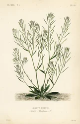 Arabidopsis, Arabidopsis thaliana