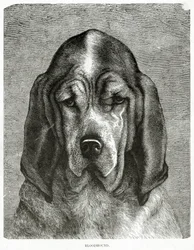 Il Bloodhound. 1902 (litografia)