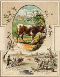 La mucca. Incisione in "Mon premier Grand Alphabet". Edizione Bernardin-Bechet, Parigi, circa 1890. Illustrazioni di A. des Lilleuls. Nessuna pagina, 46 pagine. Dim: 31x22cm