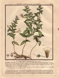 Gratiola officinale (Gratiola officinalis). Pianta velenosa, descrizione della pianta, stelo, foglie, fiori e radici. Dettagli di calice, pistillo e capsula. Incisione a colori del XVIII secolo, in 