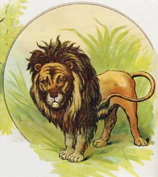 Il leone. Incisione in "ABC L