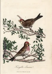 Il sizerin o piccola linotte. Incisione su rame colorata di George Graves, in British Ornithology
