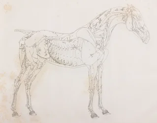 Terzo strato sezionato di un cavallo, vista laterale