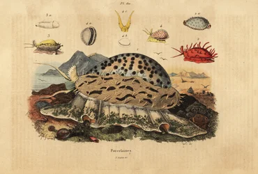 Porcellana tigre, Cypraea tigris, porcellana rugosa, Nucleolaria nucleus, porcellana del denaro, Monetaria moneta, e Ellatrivia merces, Porcellane