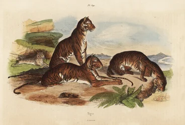 Tigri, Panthera tigris, in pericolo