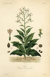 Pianta del tabacco, Nicotiana tabacum