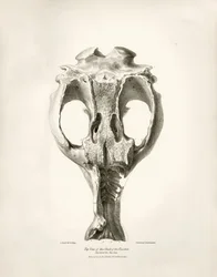 Toxodon Crane, un animale preistorico trovato da Charles Darwin vicino a Montevideo, Uruguay durante il suo viaggio di esplorazione a bordo del Beagle. The Zoology of the voyage of H.M.S. Beagle sotto il comando del Capitano Fitzroy durante gli anni 1832-1