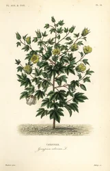 Cotone arboreo