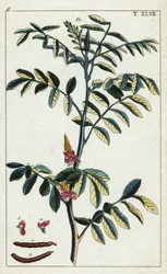 Indaco vero, Indigofera tinctoria