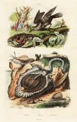 Conchiglie di tonno e torcicollo eurasiatico