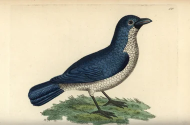Boubou di Turati, Laniarius turatii (Lanius bicolor). Illustrazione disegnata e incisa da Richard Polydore Nodder. Incisione a mano colorata da George Shaw e Frederick Nodder