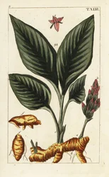 Curcuma, Curcuma longa