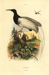 Uccello del paradiso a dodici fili, Seleucidis melanoleucus