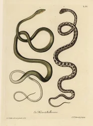 Due serpenti del Suriname: serpente verde (Ahaetulla mycterizans?) e serpente giarrettiera a scacchi, Thamnophis marcianus