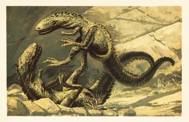 Due Dryptosaurus aquilunguis che combattono. 1908