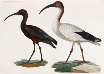 Due illustrazioni a colori di uccelli