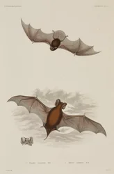 Due tipi di pipistrello