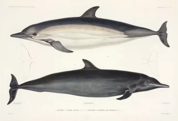 Due tipi di delfino