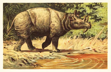 Uintatherium anceps, mammifero erbivoro estinto dell