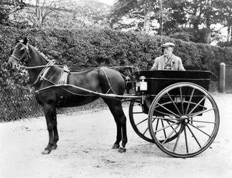 Regno Unito: Un cavallo e una trappola. c1905