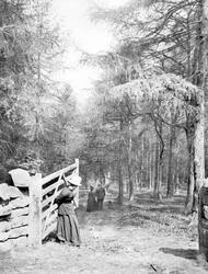 Regno Unito: Eaton Woods, c1890