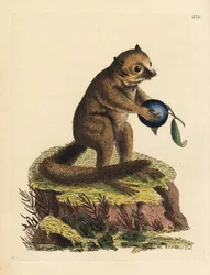 Specie sconosciuta di galagone o lemure topo (Lemur minutus). Illustrazione disegnata e incisa da Richard Polydore Nodder. Incisione a mano colorata da George Shaw e Frederick Nodder