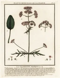 Valeriana, Valeriana dioica