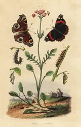 Valeriana, Valeriana officinalis 1, pavone diurno, Aglais io 2, e vanessa atalanta, Vanessa atalanta 3