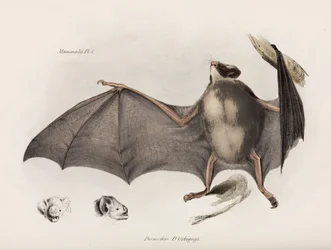 Pipistrello vampiro, Sud America, c 1832-1836