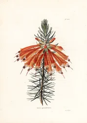 Varietà di erica - Litografia di George Cooke, per la rivista britannica Conrad Loddiges Botanical Cabinet