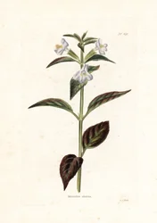 Varietà di mimulo - Litografia di George Cooke, per la rivista britannica Conrad Loddiges
