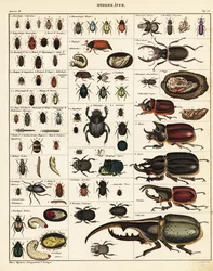 Varietà di coleotteri, 1841