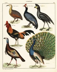 Varietà di uccelli (litografia)